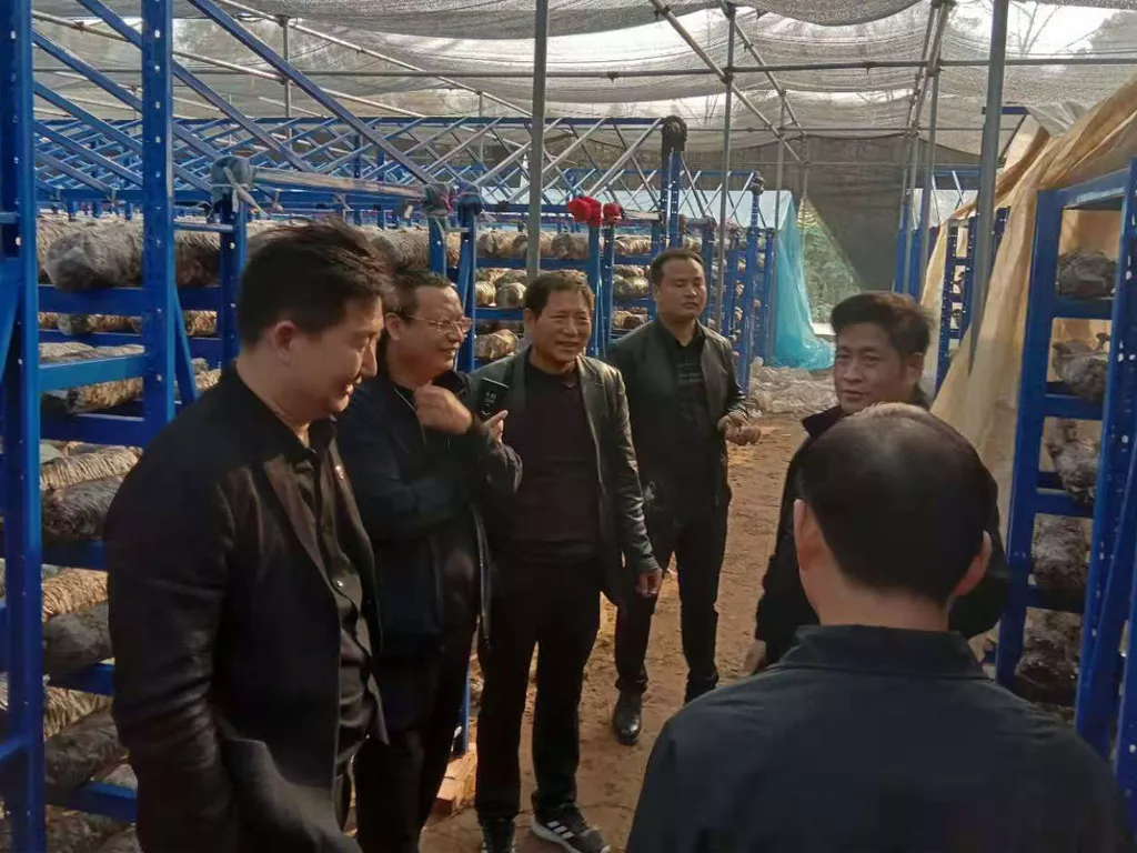 业界同行到公司香菇菌种基地考察